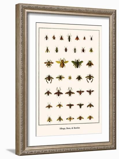 Bugs, Bees, and Beetles-Albertus Seba-Framed Art Print