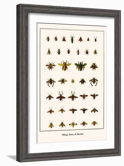 Bugs, Bees, and Beetles-Albertus Seba-Framed Art Print