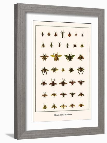 Bugs, Bees, and Beetles-Albertus Seba-Framed Art Print