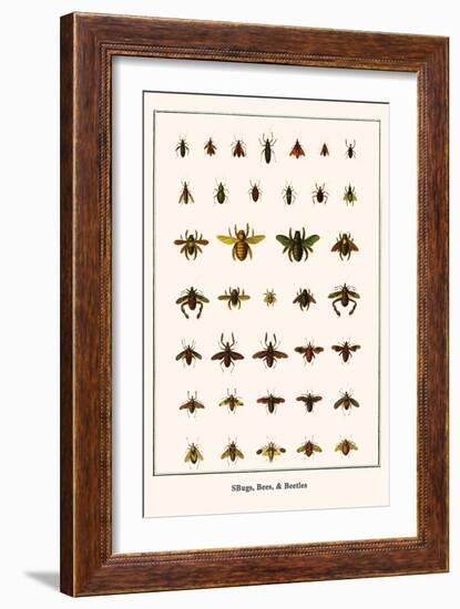 Bugs, Bees, and Beetles-Albertus Seba-Framed Art Print