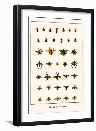 Bugs, Bees, and Beetles-Albertus Seba-Framed Art Print