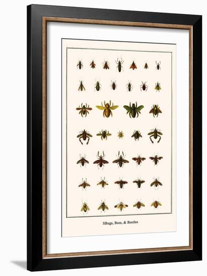 Bugs, Bees, and Beetles-Albertus Seba-Framed Art Print