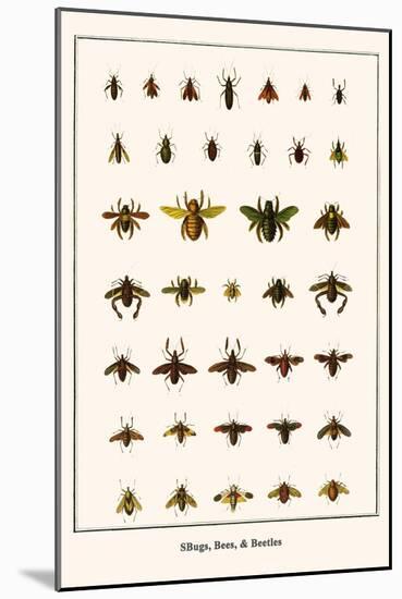 Bugs, Bees, and Beetles-Albertus Seba-Mounted Art Print