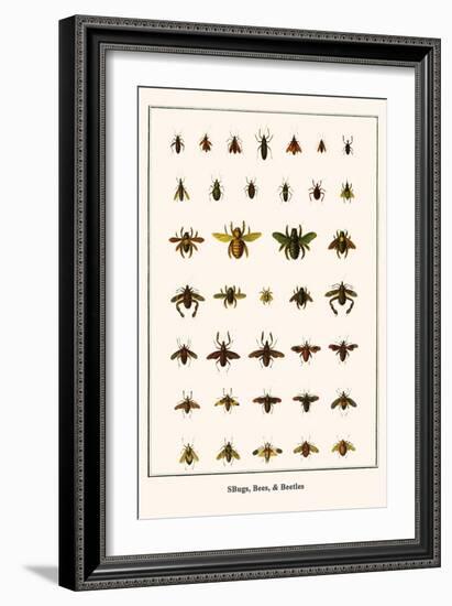 Bugs, Bees, and Beetles-Albertus Seba-Framed Art Print