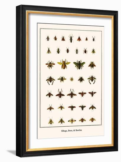 Bugs, Bees, and Beetles-Albertus Seba-Framed Art Print