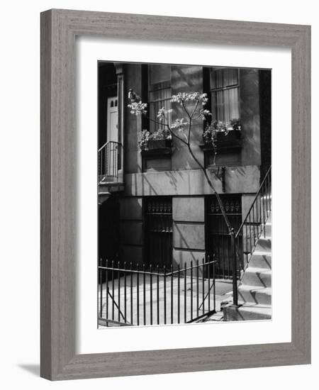 Building and Tree, New York, 1944-Brett Weston-Framed Photographic Print