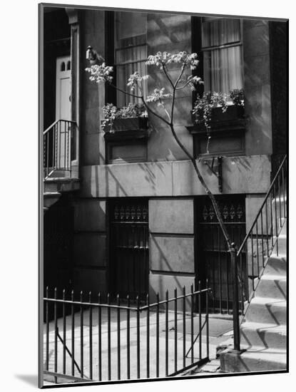 Building and Tree, New York, 1944-Brett Weston-Mounted Photographic Print