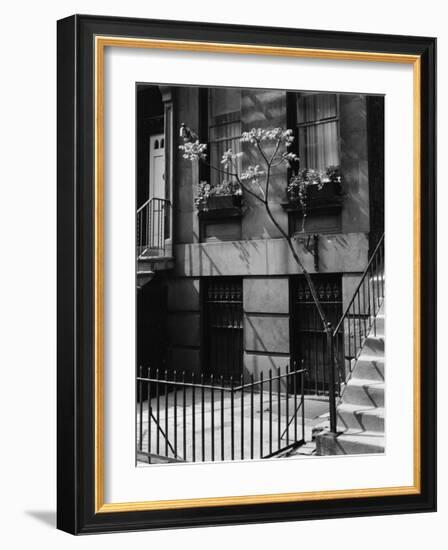 Building and Tree, New York, 1944-Brett Weston-Framed Photographic Print