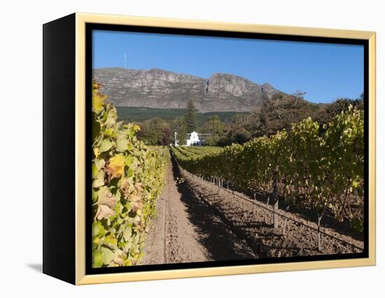 Buitenverwachting Wine Farm, Constantia, Cape Province, South Africa, Africa-Sergio Pitamitz-Framed Premier Image Canvas