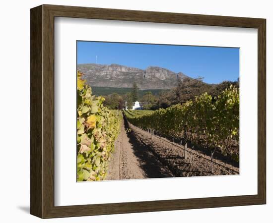 Buitenverwachting Wine Farm, Constantia, Cape Province, South Africa, Africa-Sergio Pitamitz-Framed Photographic Print