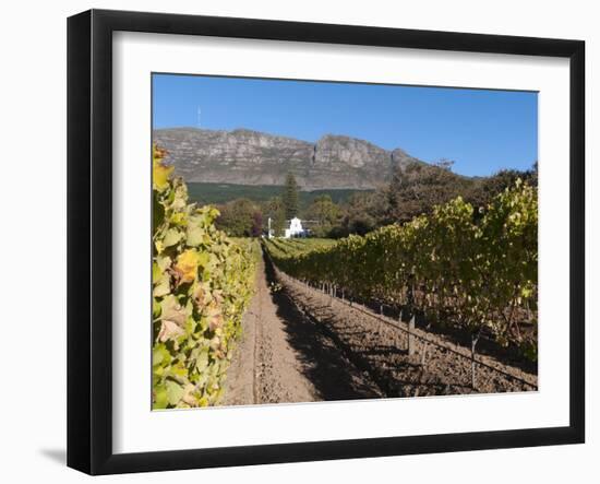 Buitenverwachting Wine Farm, Constantia, Cape Province, South Africa, Africa-Sergio Pitamitz-Framed Photographic Print