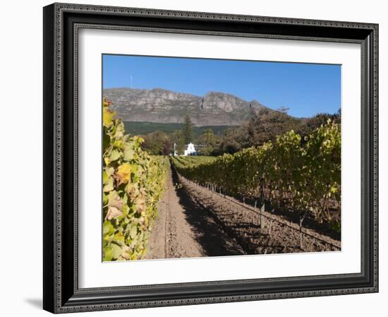 Buitenverwachting Wine Farm, Constantia, Cape Province, South Africa, Africa-Sergio Pitamitz-Framed Photographic Print