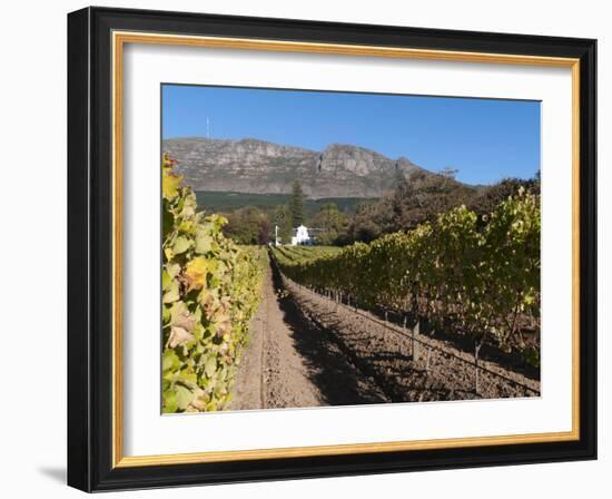 Buitenverwachting Wine Farm, Constantia, Cape Province, South Africa, Africa-Sergio Pitamitz-Framed Photographic Print