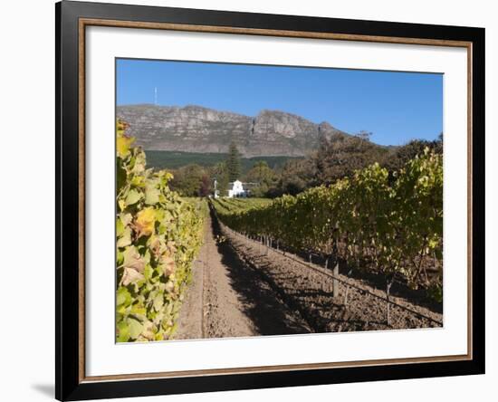 Buitenverwachting Wine Farm, Constantia, Cape Province, South Africa, Africa-Sergio Pitamitz-Framed Photographic Print