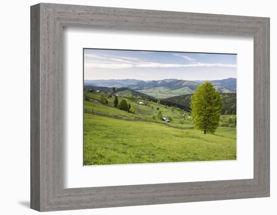 Bukovina Region (Bucovina) Landscape at Paltinu, Romania, Europe-Matthew Williams-Ellis-Framed Photographic Print