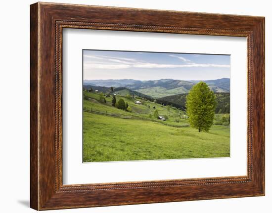 Bukovina Region (Bucovina) Landscape at Paltinu, Romania, Europe-Matthew Williams-Ellis-Framed Photographic Print
