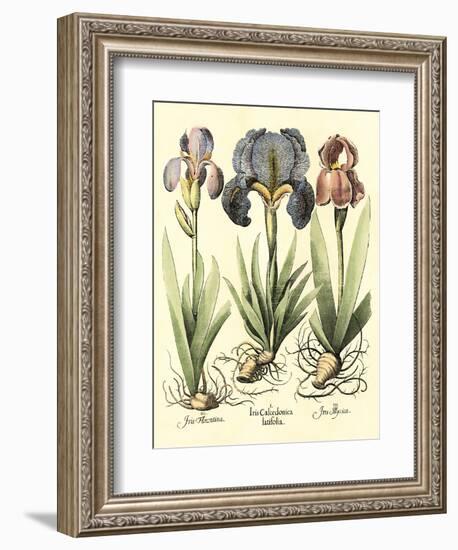 Bulb Garden I-Besler Basilius-Framed Art Print