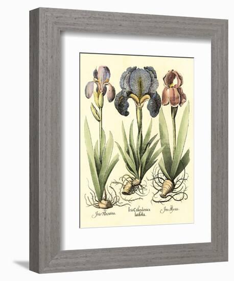 Bulb Garden I-Besler Basilius-Framed Art Print