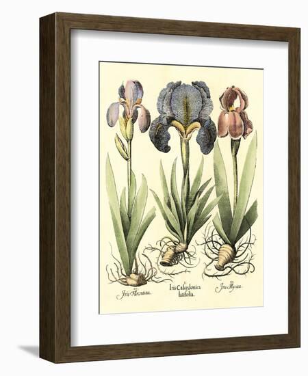 Bulb Garden I-Besler Basilius-Framed Art Print