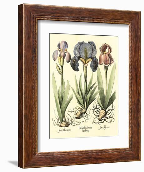 Bulb Garden I-Besler Basilius-Framed Art Print