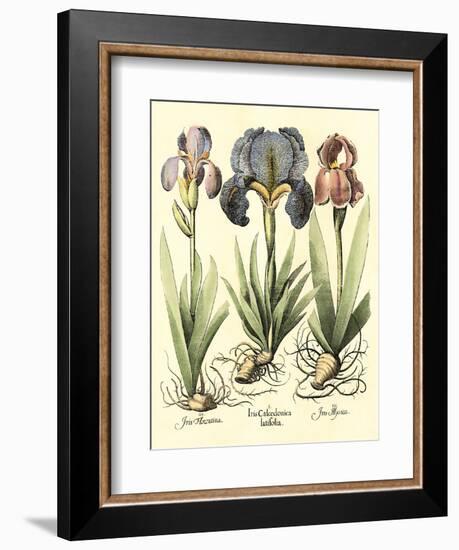 Bulb Garden I-Besler Basilius-Framed Art Print