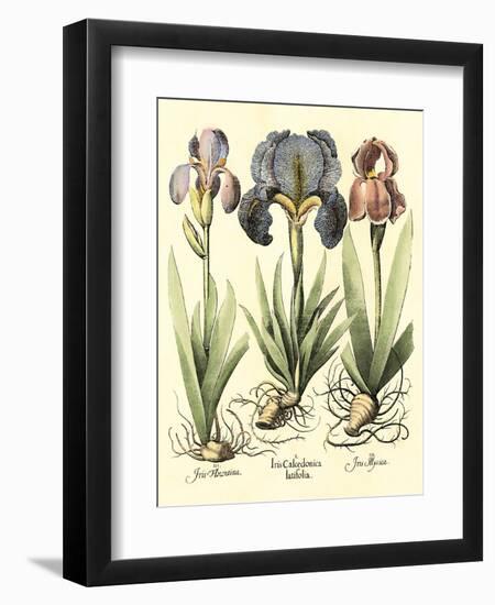 Bulb Garden I-Besler Basilius-Framed Art Print