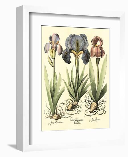 Bulb Garden I-Besler Basilius-Framed Art Print