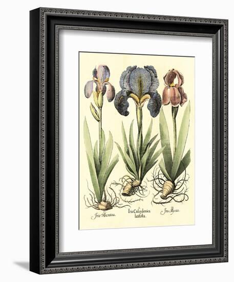 Bulb Garden I-Besler Basilius-Framed Art Print