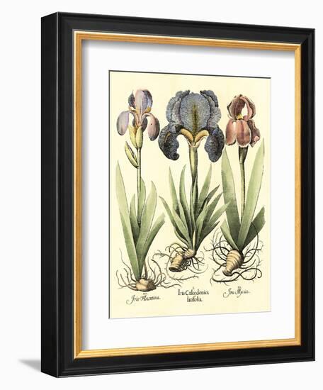 Bulb Garden I-Besler Basilius-Framed Art Print