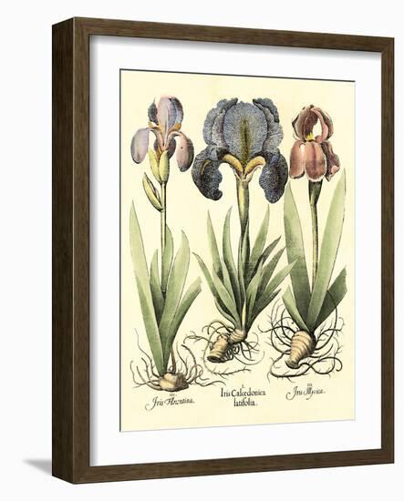 Bulb Garden I-Besler Basilius-Framed Premium Giclee Print