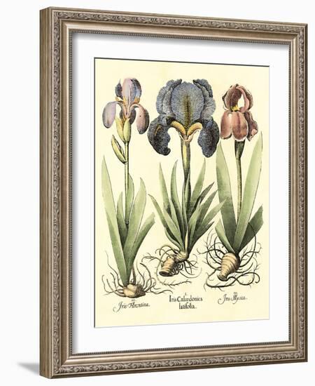 Bulb Garden I-Besler Basilius-Framed Art Print