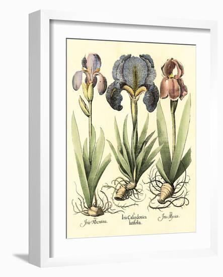 Bulb Garden I-Besler Basilius-Framed Art Print