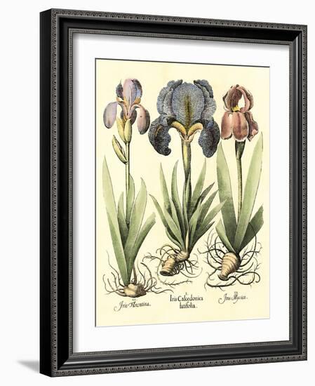 Bulb Garden I-Besler Basilius-Framed Art Print