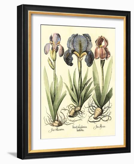 Bulb Garden I-Besler Basilius-Framed Art Print