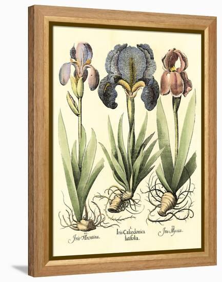 Bulb Garden I-Besler Basilius-Framed Stretched Canvas