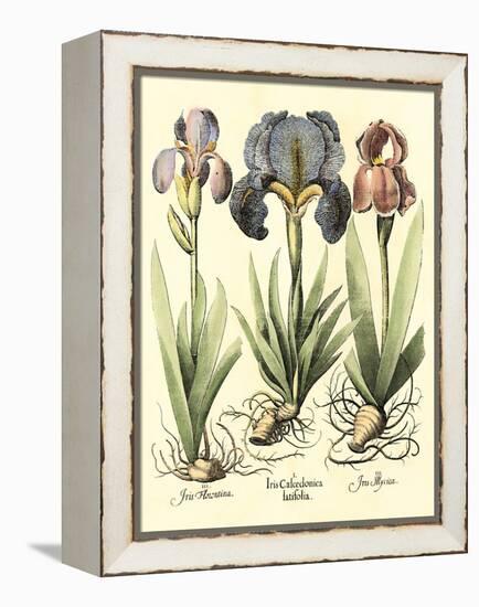 Bulb Garden I-Besler Basilius-Framed Stretched Canvas