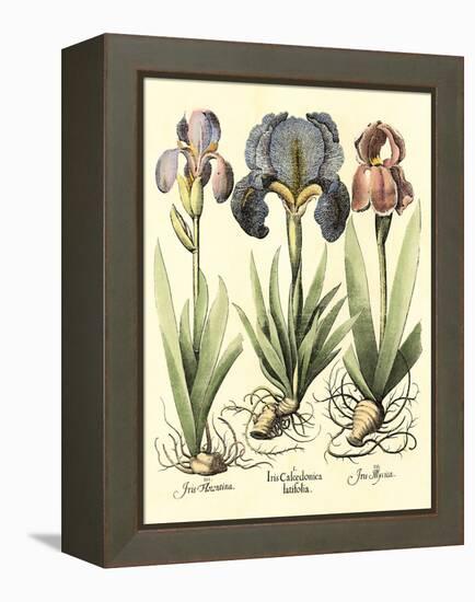 Bulb Garden I-Besler Basilius-Framed Stretched Canvas