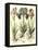 Bulb Garden I-Besler Basilius-Framed Stretched Canvas