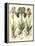 Bulb Garden I-Besler Basilius-Framed Stretched Canvas