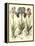 Bulb Garden I-Besler Basilius-Framed Stretched Canvas