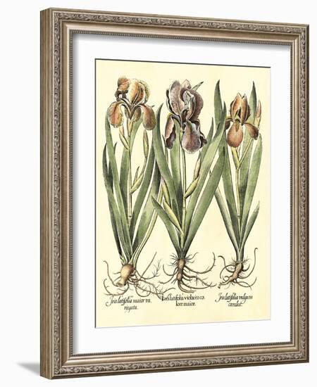 Bulb Garden II-Besler Basilius-Framed Art Print