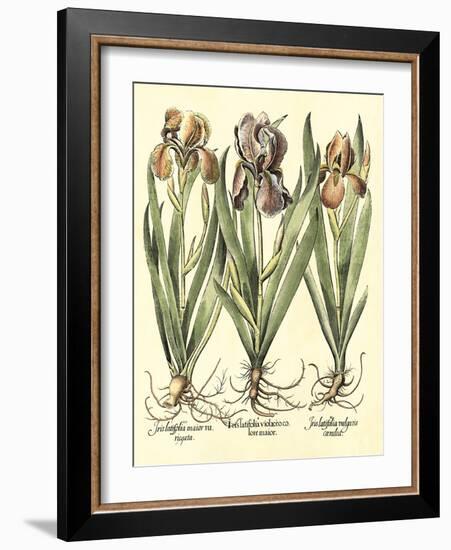 Bulb Garden II-Besler Basilius-Framed Art Print