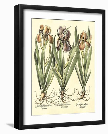 Bulb Garden II-Besler Basilius-Framed Art Print