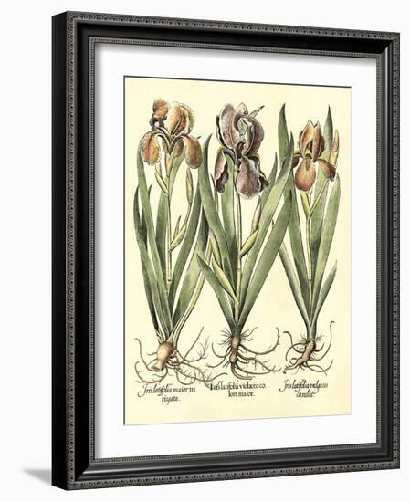 Bulb Garden II-Besler Basilius-Framed Art Print