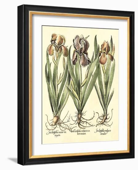 Bulb Garden II-Besler Basilius-Framed Art Print