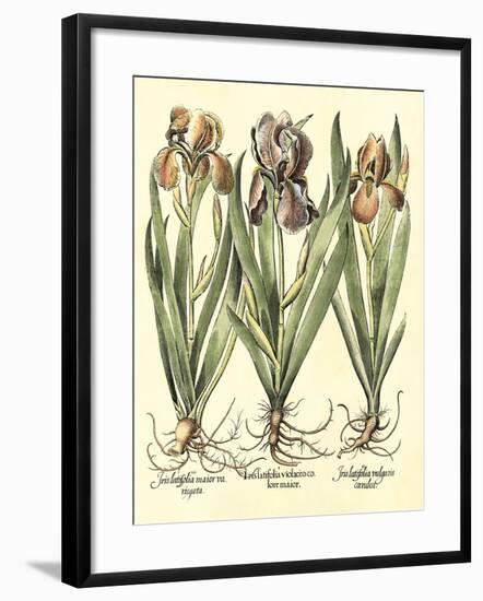 Bulb Garden II-Besler Basilius-Framed Art Print