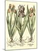 Bulb Garden II-Besler Basilius-Mounted Art Print