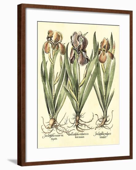 Bulb Garden II-Besler Basilius-Framed Art Print