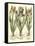 Bulb Garden II-Besler Basilius-Framed Stretched Canvas