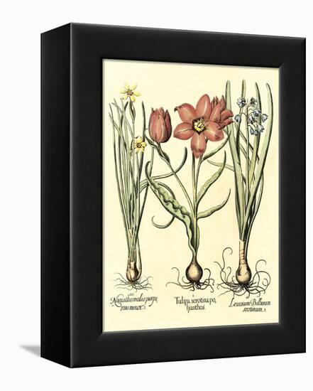 Bulb Garden IV-Besler Basilius-Framed Stretched Canvas